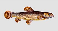 Vintage Pike of Malabar fish vector
