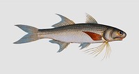Vintage Kalamin fish vector