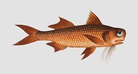 Vintage Flat-Nose fish vector
