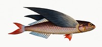 Vintage illustration of Flying-Fish (Exocoetus evolans)