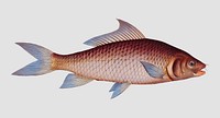 Vintage Cirrhated Carp fish vector