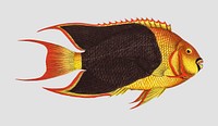 Vintage Treble-coloured fish vector