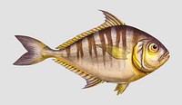Vintage Toothless Mackrel fish vector