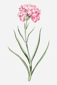 Pink caryophyllus maximus carnation vector
