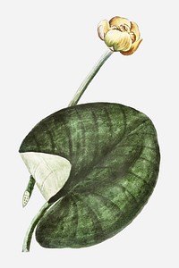 Water lily and leaf vector
