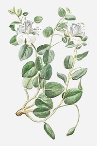 Caper shrubs vector