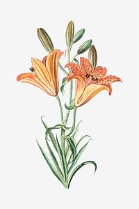 Orange Lily vector