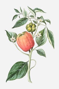Capsicum fructu pepper vector