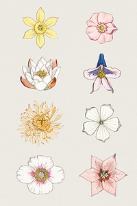 Vintage flower illustration set design element