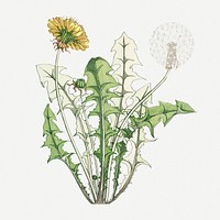 Vintage dandelion flower design element