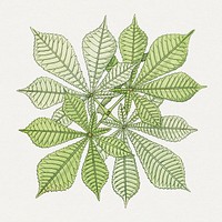 Vintage chestnut leaf design element