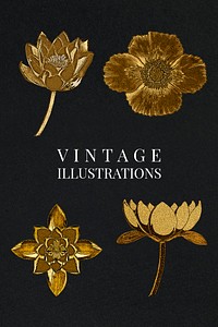 Vintage gold water lily and poppy flower illustration set design element