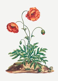 Poppy vector vintage floral art print, remixed from artworks by John Edwards