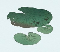 Green leaf element, vintage botanical illustration, remix from the artwork of Ohara Koson