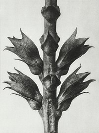 Physostegia Virginiana (Virginian False Dragon&ndash;head) stem with leaves enlarged 15 times