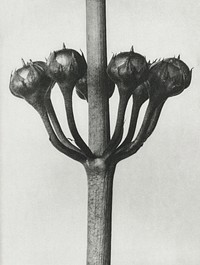 Primula Japonica (Japanese Primrose) fruit enlarged 6 times