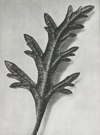 Verbena Canadensis (rose mock vervain) enlarged 10 times