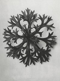 Saxifraga Willkommniana (Willkomm&#39;s Saxifrage) leaf enlarged 6 times