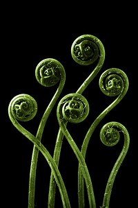 Green Adiantum pedatum (American Maiden-hair Fern) young fronds enlarged 8 times on black background