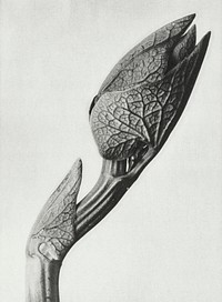 Aristolochia clematitis (Birthwort) enlarged 5 times