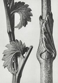 Sanguisorba Canadensis (Canadian burnet) enlarged 8 times