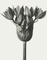 Black and white Allium Ostroroskianum (ornamental onion) enlarged 6 times
