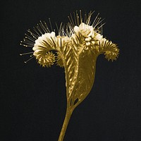 Gold Phacelia tanacetifolia (Lacy Phacelia) enlarged 4 times on black background