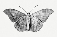 Monotone vintage butterfly illustration