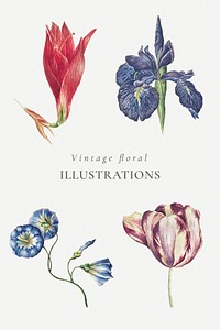 Blooming amaryllis, iris, orchid, and tulip flowers collection design resource