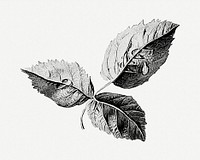 Black and white rose leaves illustration