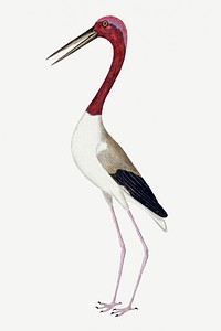 Long-legged wading bird vintage illustration template