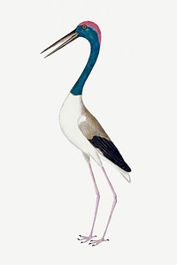 Black-necked stork vintage illustration template
