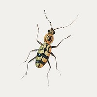 Vintage insect illustration vector