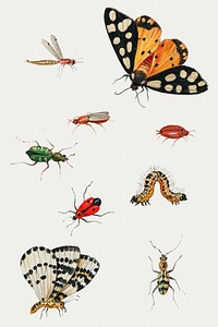 Vintage butterfly and insect illustration set template