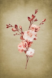 Vintage bloom flower illustration vector
