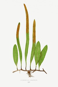 Niphobolus Pertusus fern vintage illustration mockup