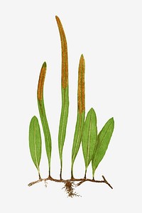 Niphobolus Pertusus fern leaf vector