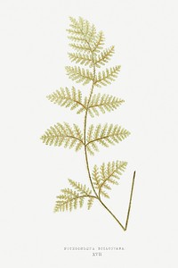 Nothochloena Eckloniana fern vintage illustration mockup
