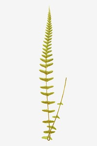 Polypodium Gracilis fern leaf vector