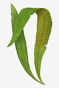 Polypodium Nitidum fern leaf vector