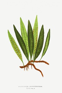 Polypodium Lycopodioides fern vintage illustration mockup