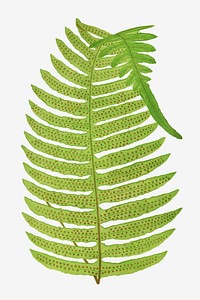 Vintage large fern leaf vector