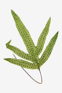 Polypodium Peltideum fern leaf vector