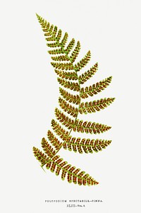 Polypodium Spectabile&ndash;Pinna fern vintage illustration mockup