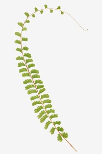 Adiantum Caudatum (Walking Maidenhair) fern leaf vector