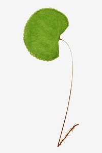 A. Reniforme fern leaf vector