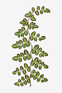 Platyloma Flexuosafrom fern leaf vector