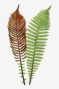 Lomaria Nuda. (Fishbone Waterfern) fern leaf vector