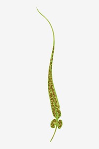 Asplenium Rhizophyllum (American Walikng Fern) fern leaf vector