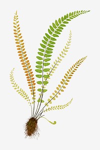 Asplenium Trichomanes (Maidenhair Spleenwort) fern leaf vector